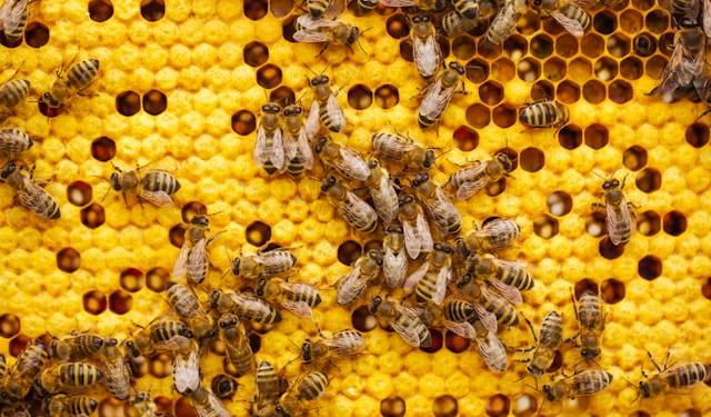 ¿Sabías que la cera del panal ayuda a las abejas a reconocerse?