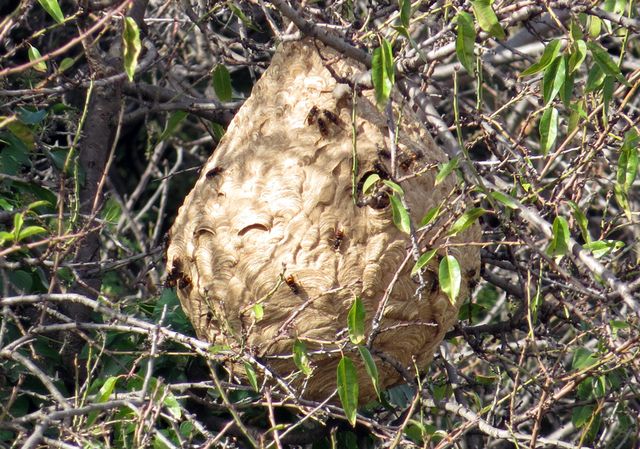 La Avispa Asiática (A.Velutina) y como afecta a las abejas